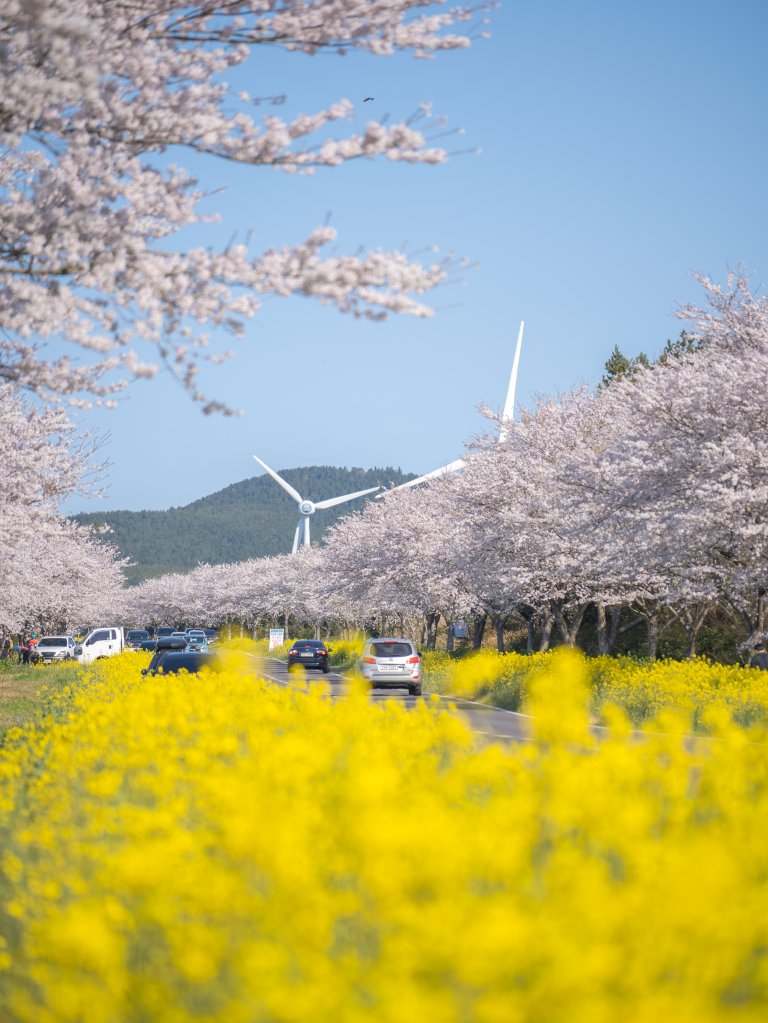 제주 녹산로 유채꽃길, 봄 유채꽃 드라이브