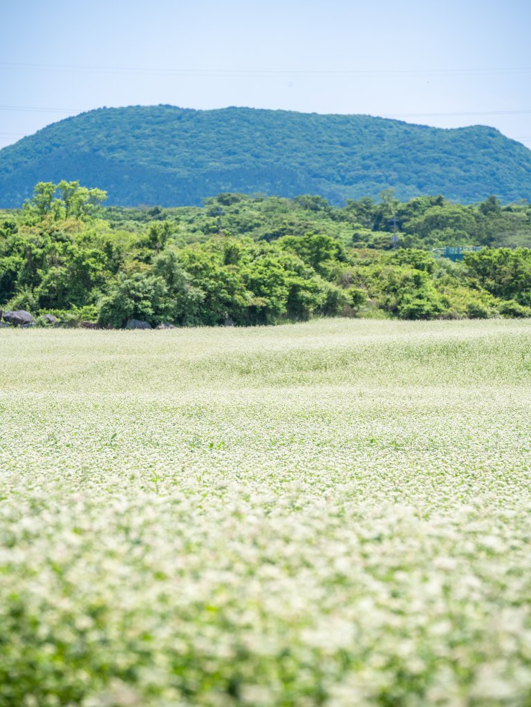 5월 제주 메밀밭 풍경, 새하얀 꽃과 푸른 하늘이 어우러진 자연 명소