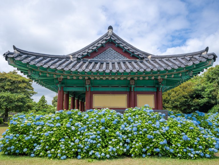 제주 수국 명소 무료로 즐기기 — 5월 6월 제주 감성 수국길 여행지 BEST 8