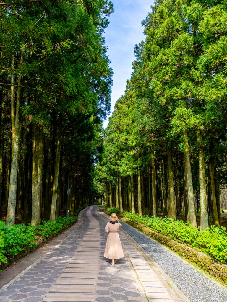 제주 절물자연휴양림 풍경