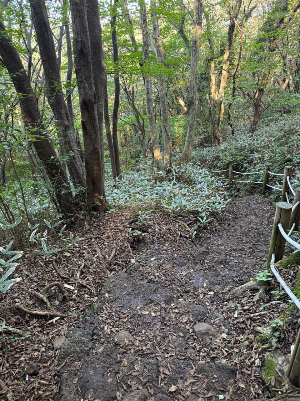 제주 노꼬메오름 숲길