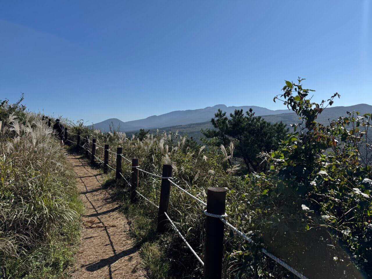 제주 노꼬메오름 억새