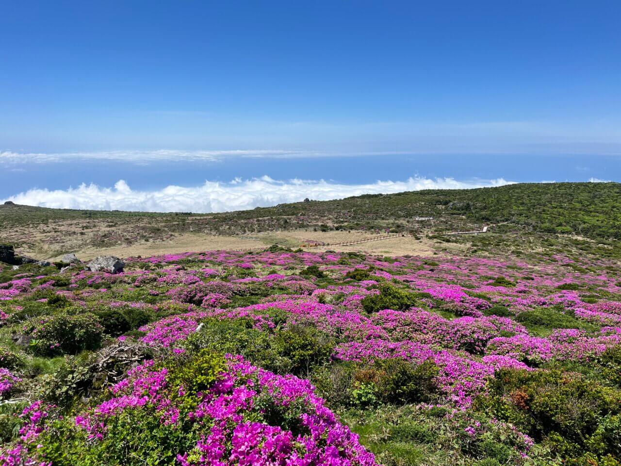한라산 영실코스 철쭉 가이드 개화시기 등산정보