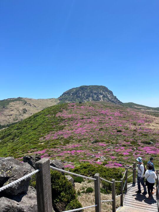 한라산 영실코스 철쭉 가이드 개화시기 등산정보
