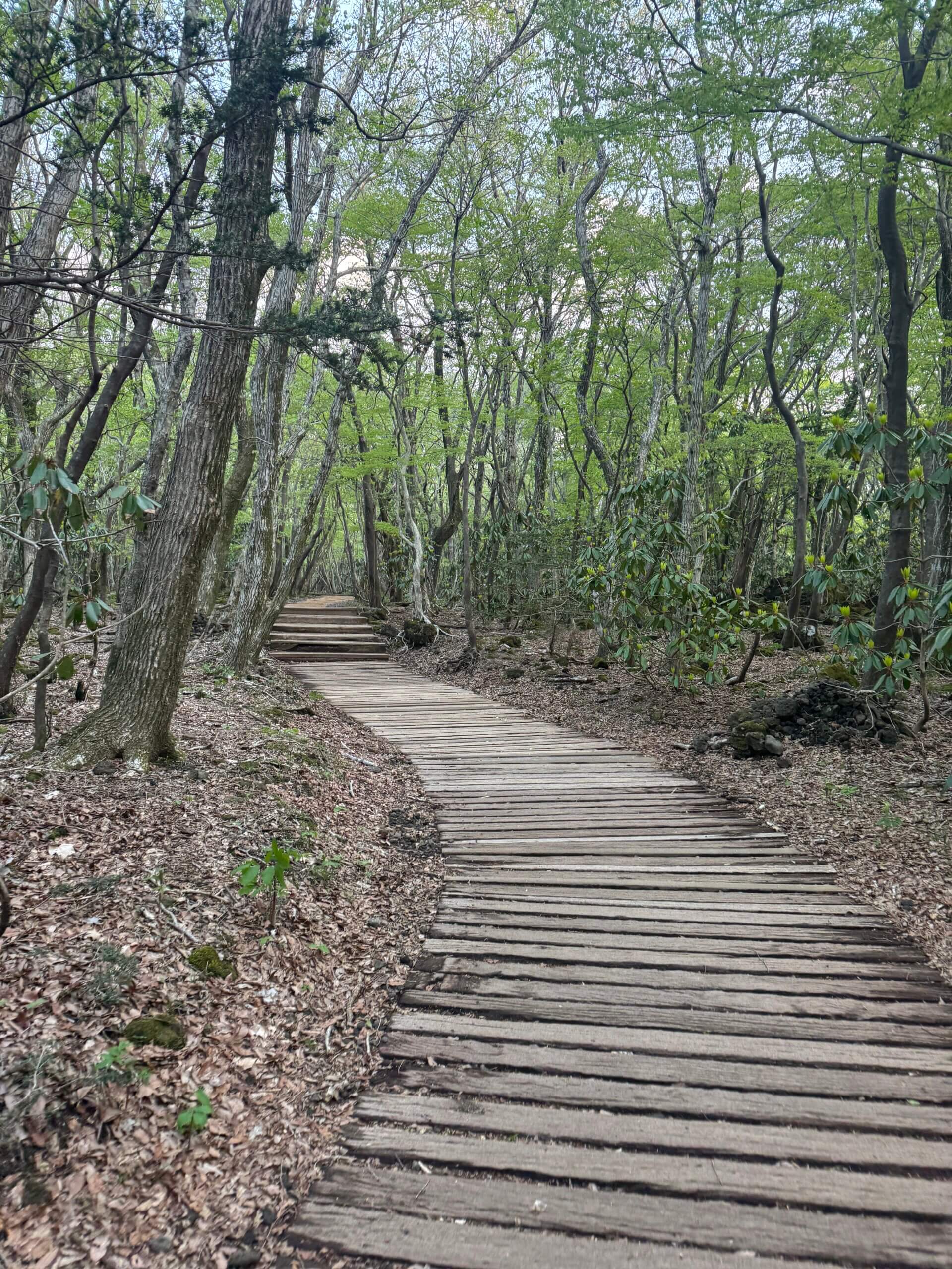 한라산 성판악코스 예약없이 가는방법 (진달래대피소까지 가능)