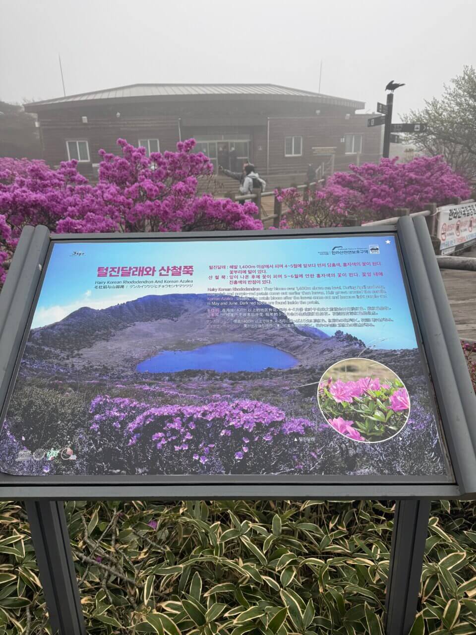 제주도 한라산 성판악코스 진달래대피소 진달래사진