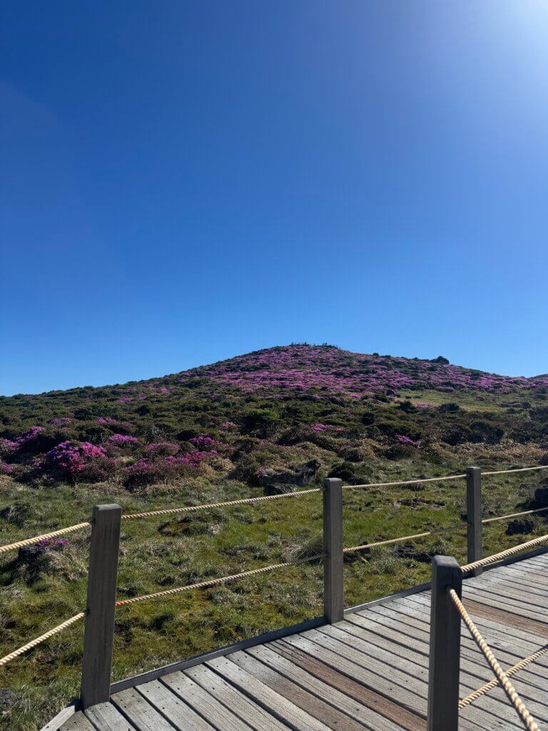 한라산 영실코스 철쭉
